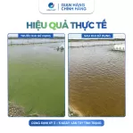 Mật Rỉ Đường Nguyên Chất